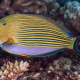 picture of Acanthurus lineatus