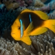 picture of Amphiprion chrysopterus
