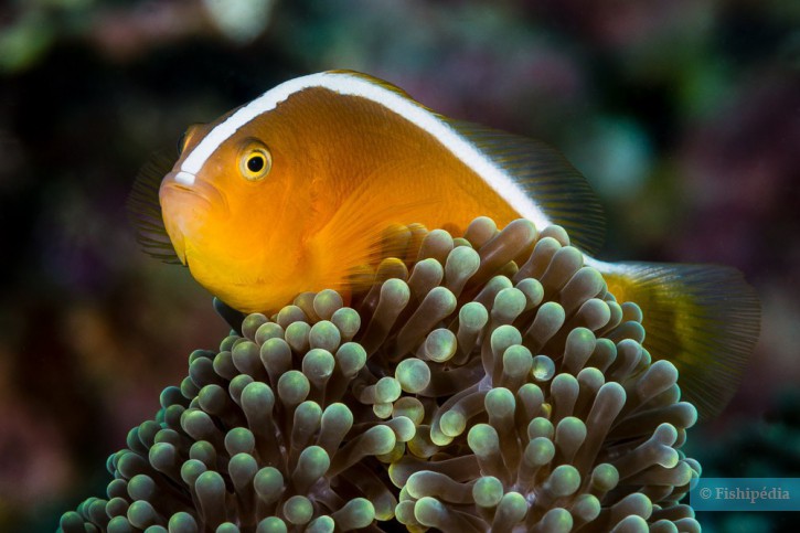 Amphiprion sandaracinos - poisson-clown jaune