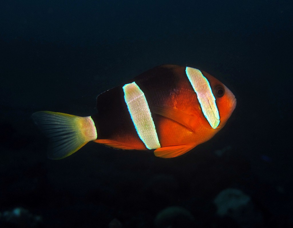 Amphiprion tricinctus