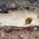 picture of Arothron immaculatus