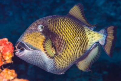 baliste titan Balistidae
