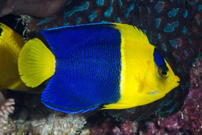 poisson-ange nain à deux bandes Pomacanthidae