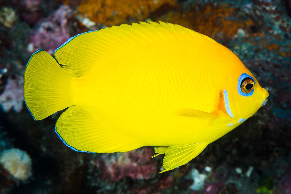 Poisson-ange nain