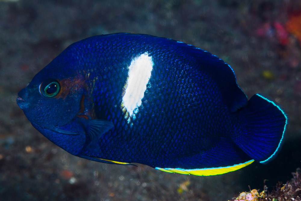 Centropyge tibicen