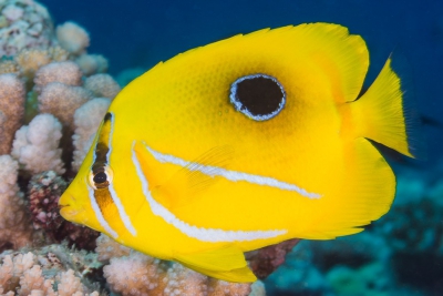 Chaetodon bennetti Chaetodontidae