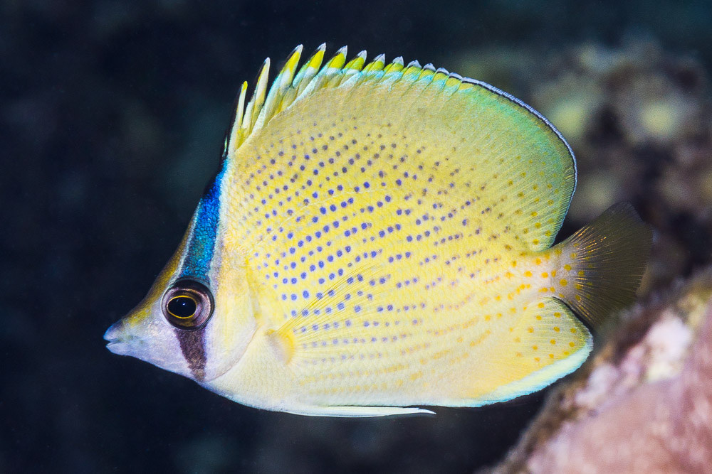 Chaetodon citrinellus