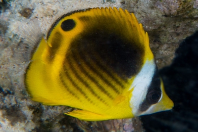 poisson-papillon diagonal Chaetodontidae