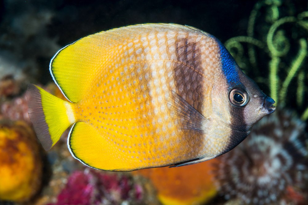 Chaetodon kleinii