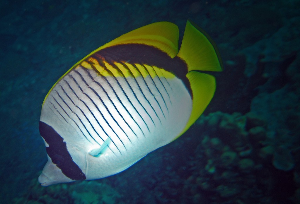 Chaetodon lineolatus