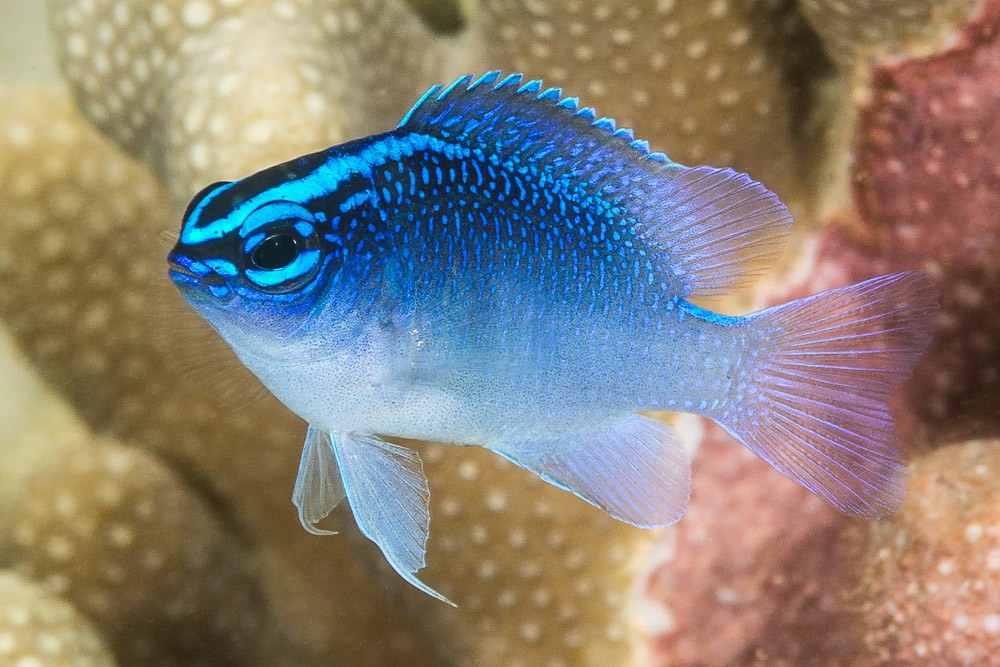 Pomacentrus