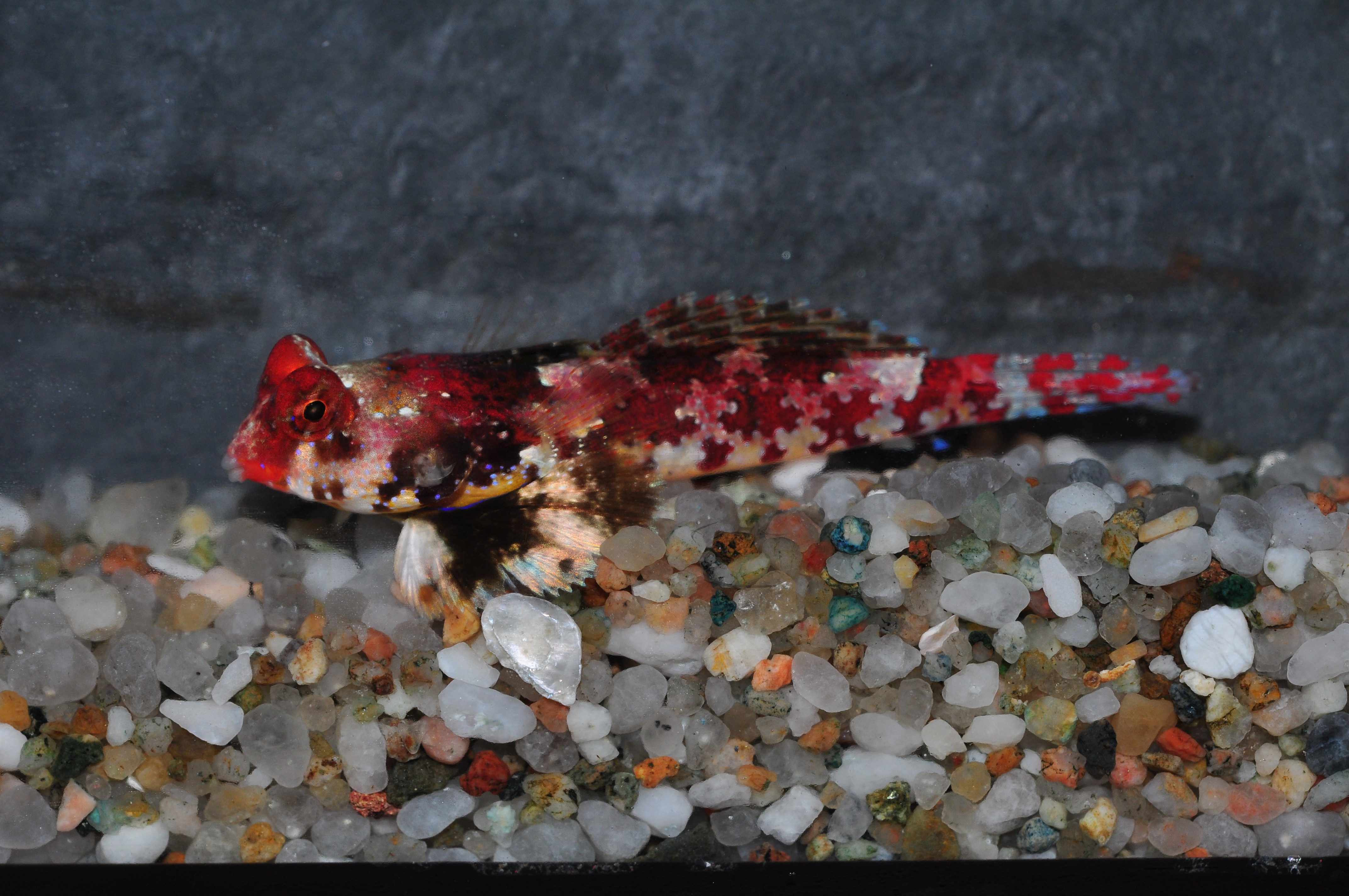 Synchiropus stellatus