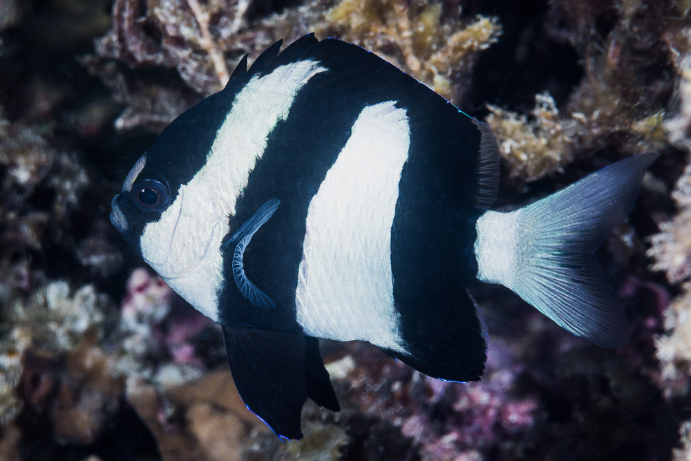 Dascyllus aruanus