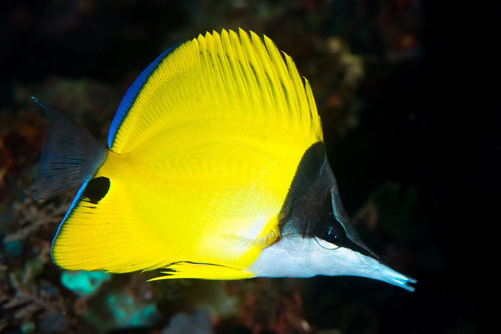 Forcipiger flavissimus