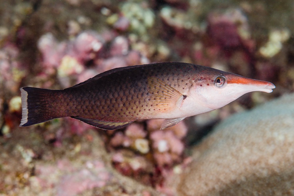Gomphosus caeruleus