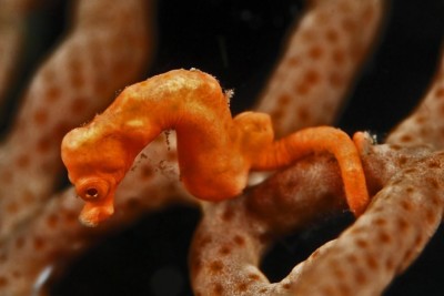 hippocampe pygmée de Denise Syngnathidae