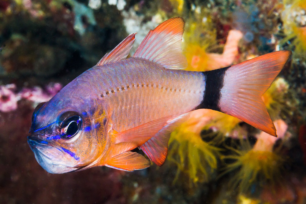 Ostorhinchus aureus