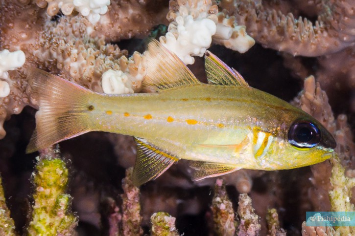 Ostorhinchus sealei - apogon de Seale