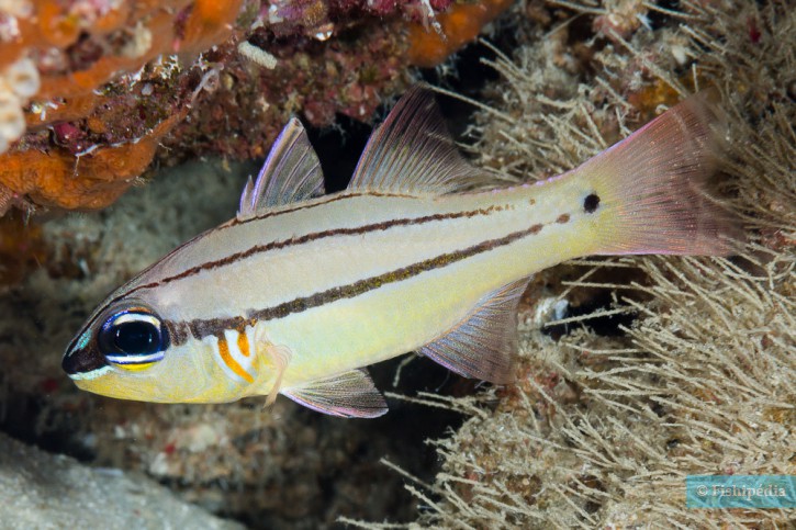 Ostorhinchus sealei - apogon de Seale