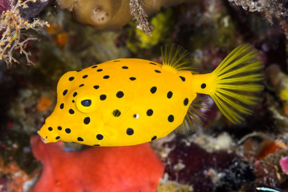 Ostracion cubicus