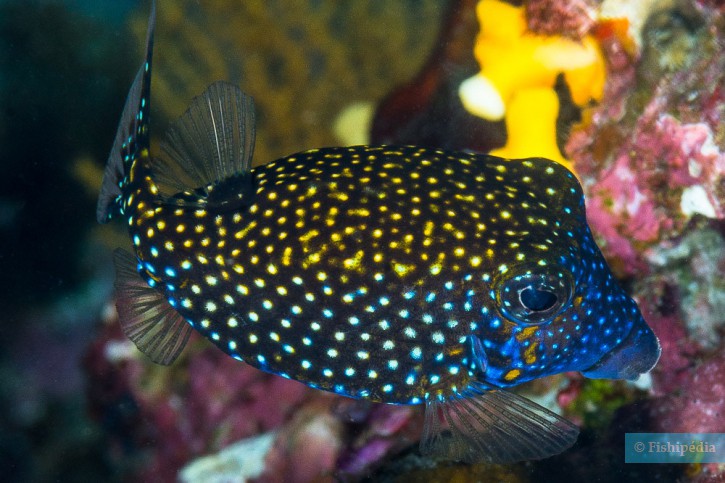 Ostracion meleagris - poisson coffre pintade