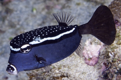 poisson-coffre à peau dure Ostraciidae