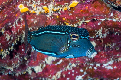 poisson-coffre Whitley Ostraciidae
