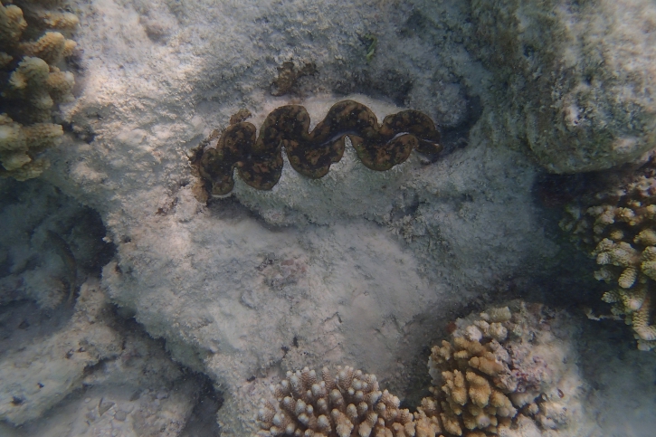 Tridacna maxima - Bénitier commun