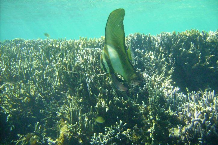 Platax orbicularis - Platax orbiculaire