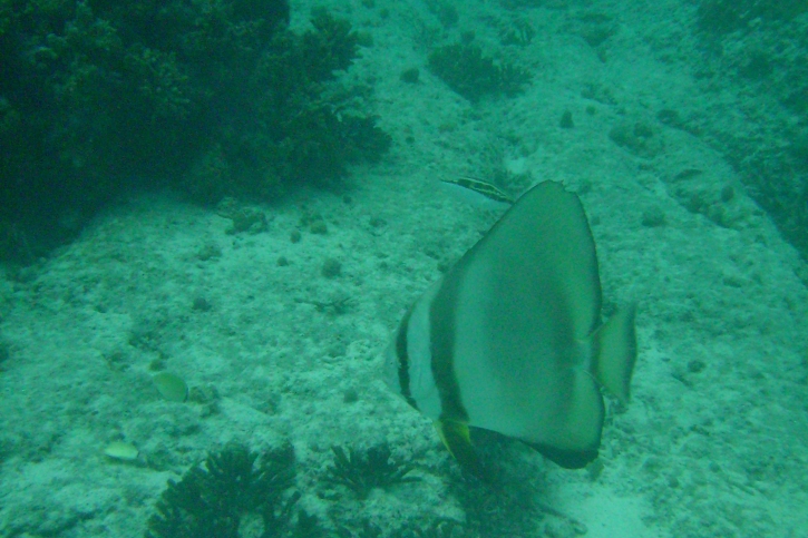 Platax orbicularis - Platax orbiculaire