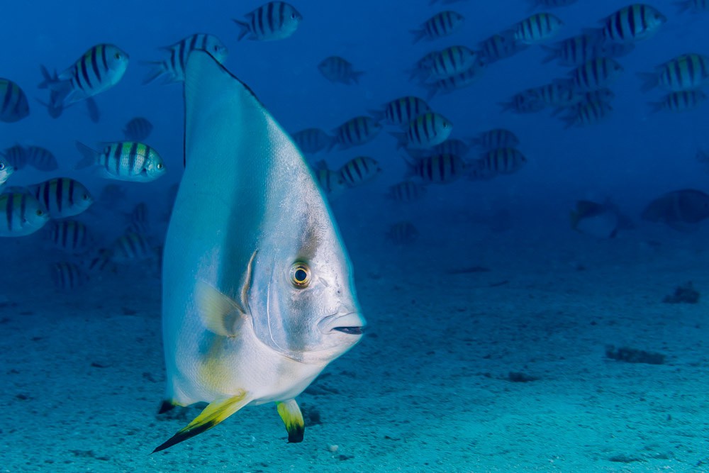 Platax orbicularis