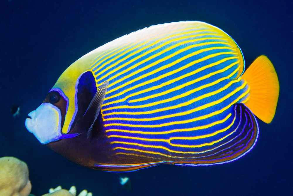 Poisson-ange