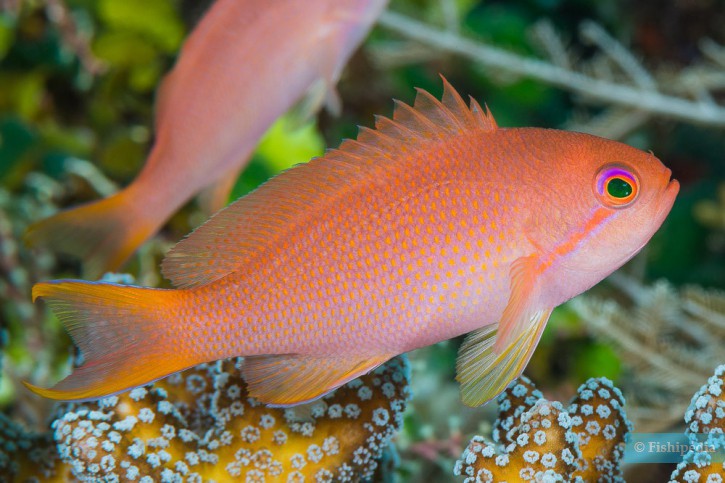 Pseudanthias squamipinnis - barbier rouge