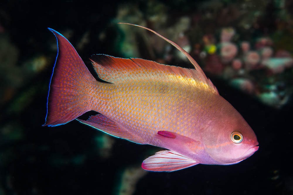 Pseudanthias squamipinnis