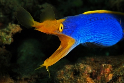 murène ruban Muraenidae