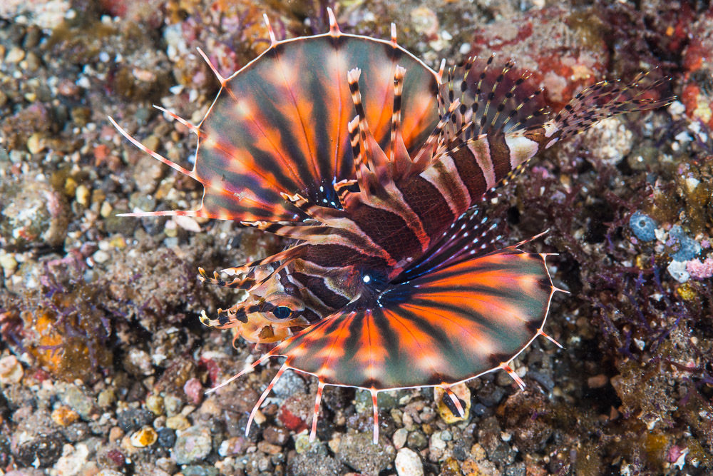 Dendrochirus zebra