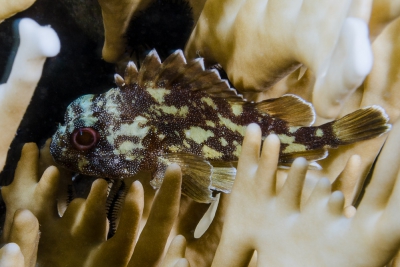 poisson-scorpion à tache jaune Scorpaenidae