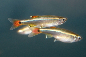 Tanichthys albonubes