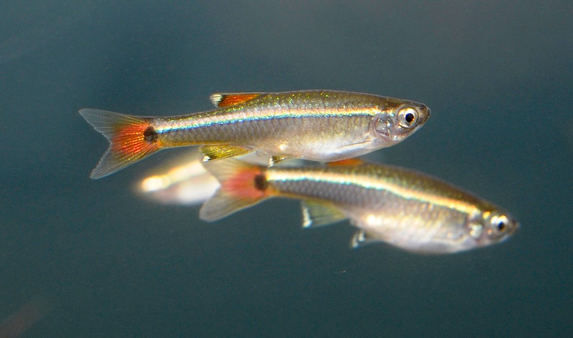 Tanichthys albonubes