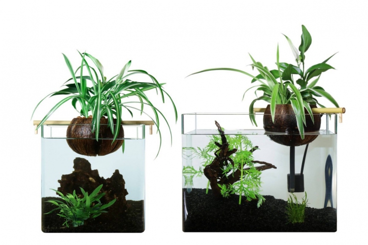 Aquaponie, première étape vers l&rsquo;aquariophilie durable?