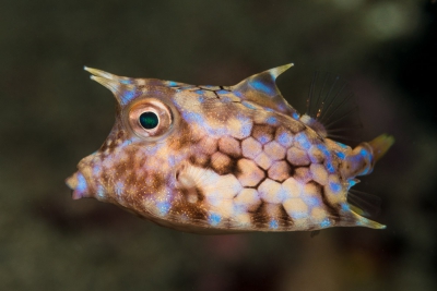 poisson-vache à dos épineux Ostraciidae