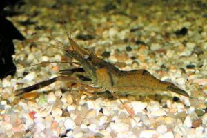 MACROBRACHIUM DAYANUM