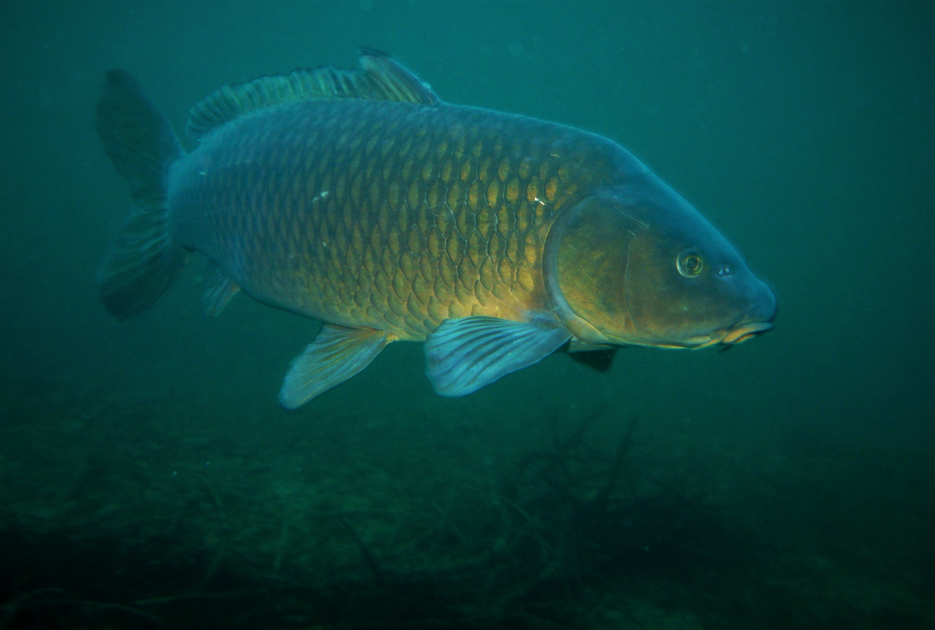 Cyprinus carpio