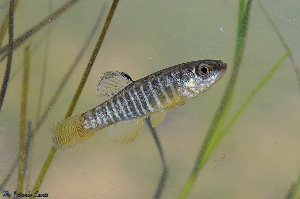 Aphanius fasciatus