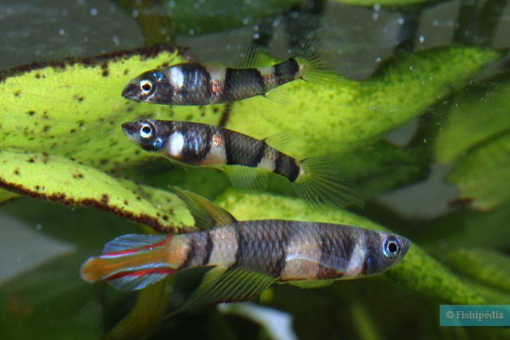Pseudepiplatys annulatus - killi clown