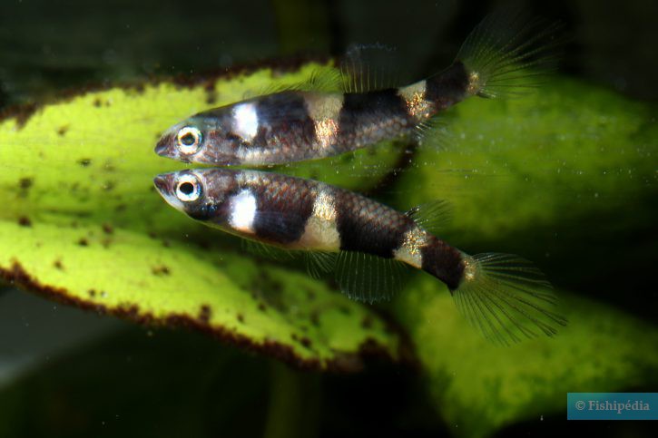 Pseudepiplatys annulatus - killi clown