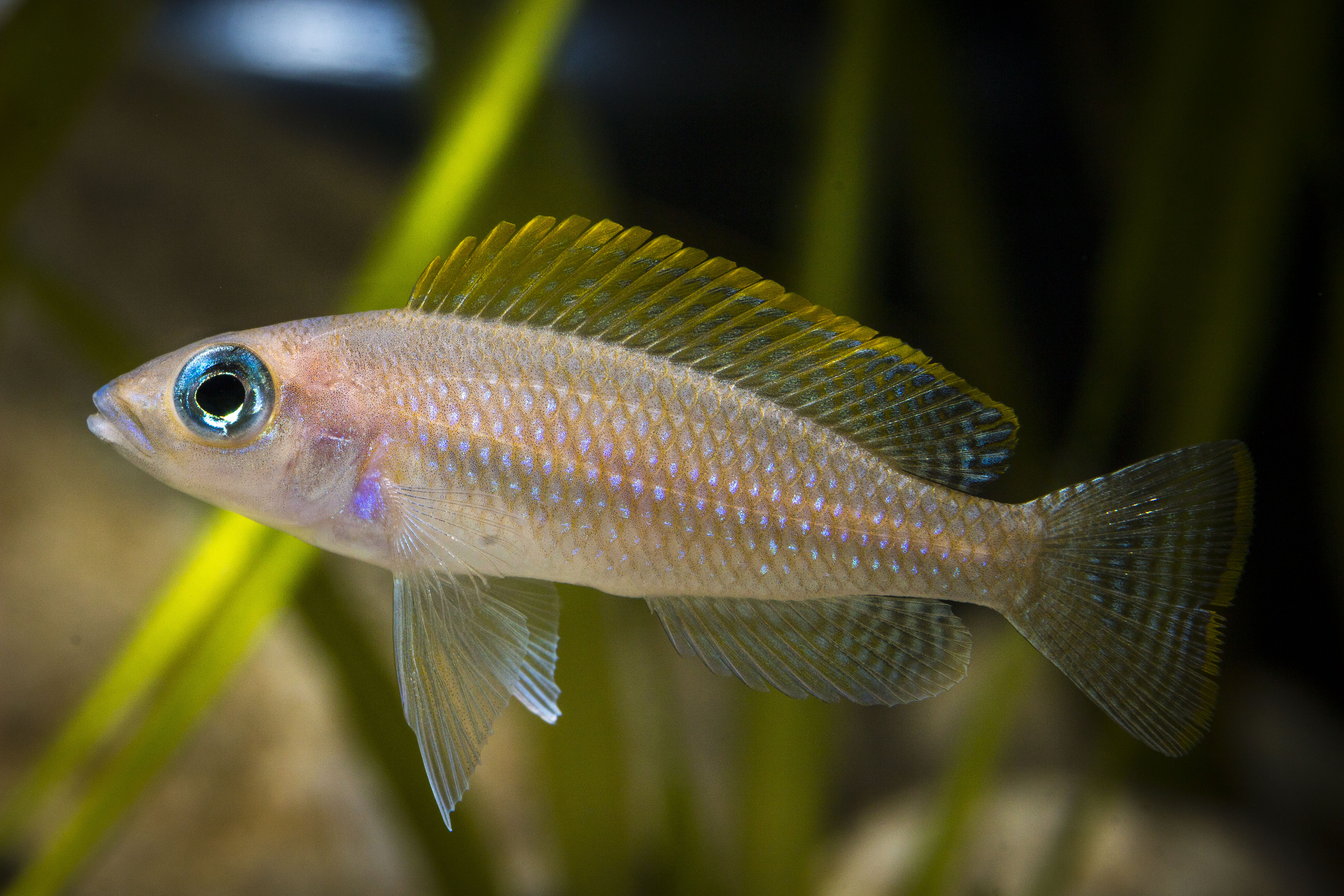Neolamprologus caudopunctatus
