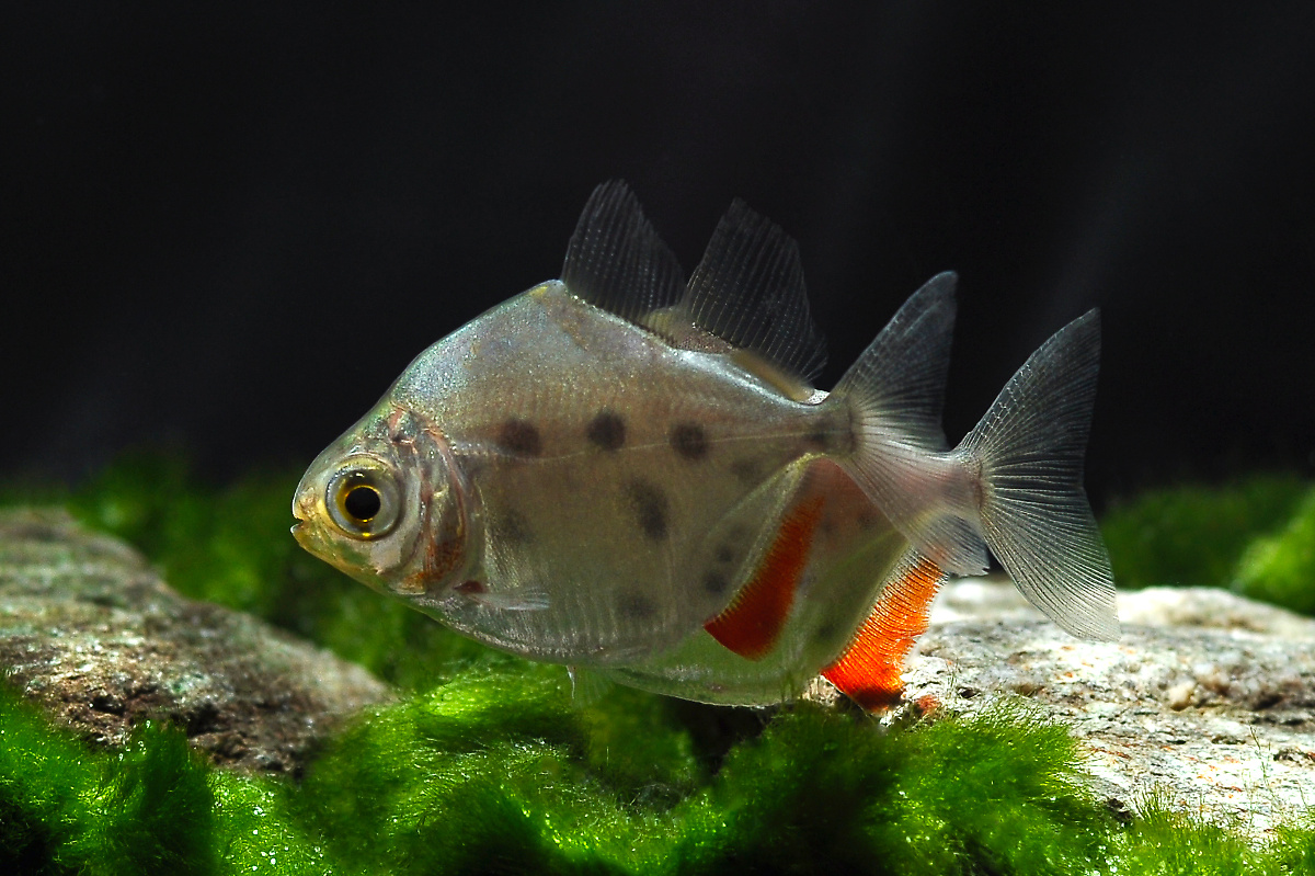 Metynnis sp. Big Spot Peru