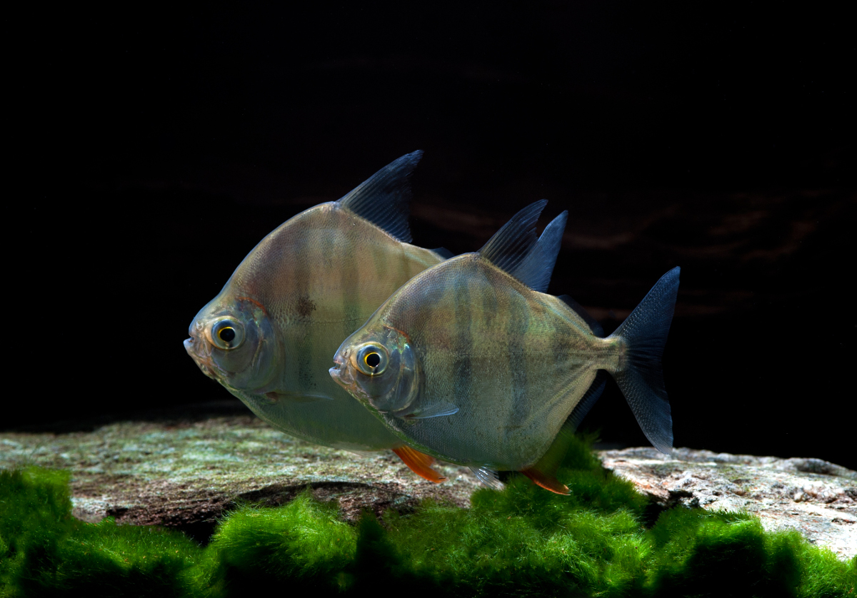 Metynnis fasciatus