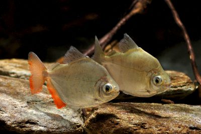 piranha à côtes Characidae